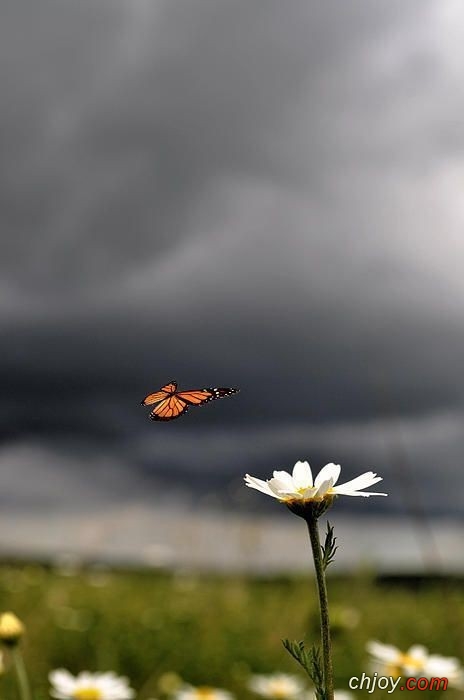 Le printemps est timide, le ciel mitig 