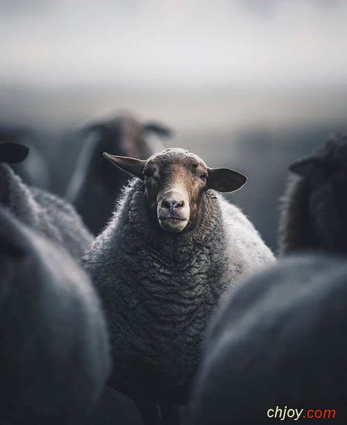 My sheep hear me 