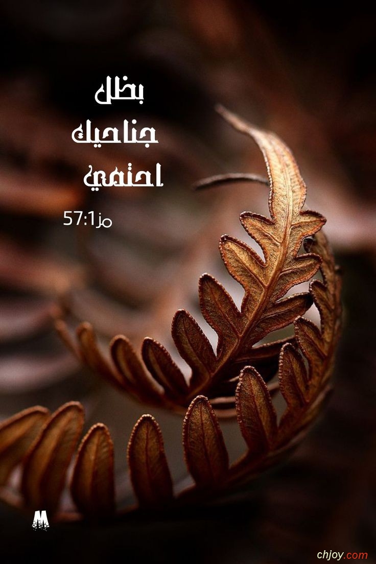 57:1 {  } 