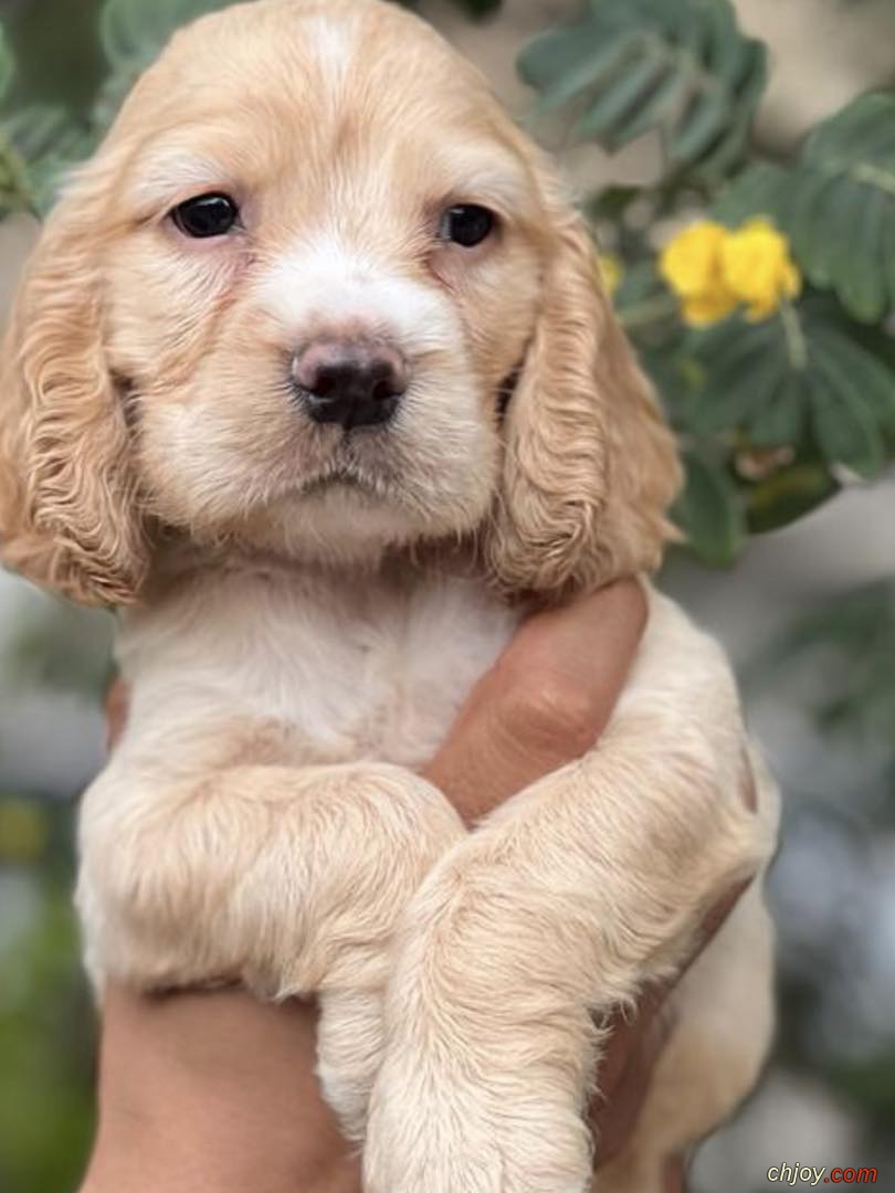    ❤️ Cocker Spaniel 