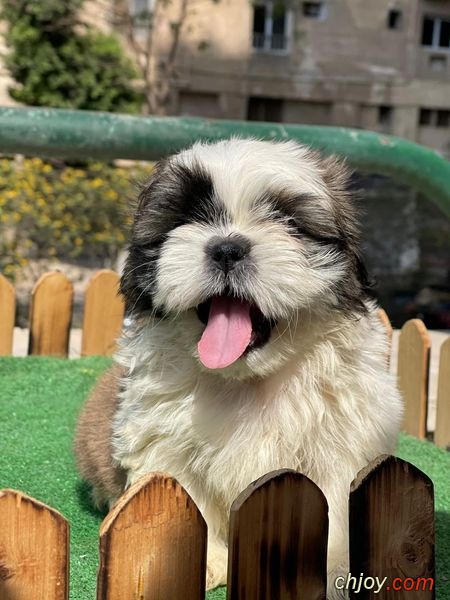   Shihtzu 🥰🥰 