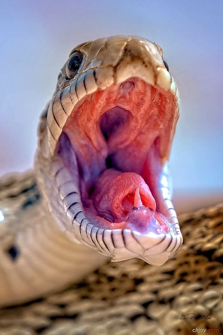    😲🐍 