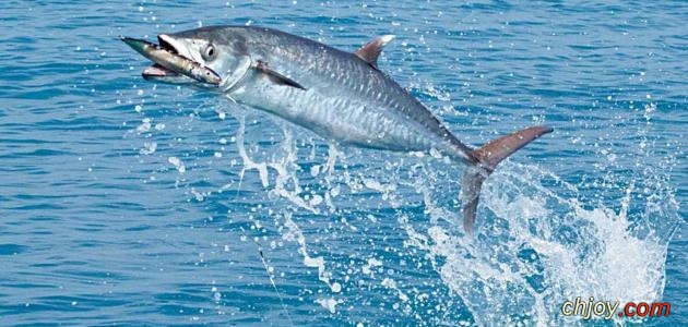      Spanish Mackerel 