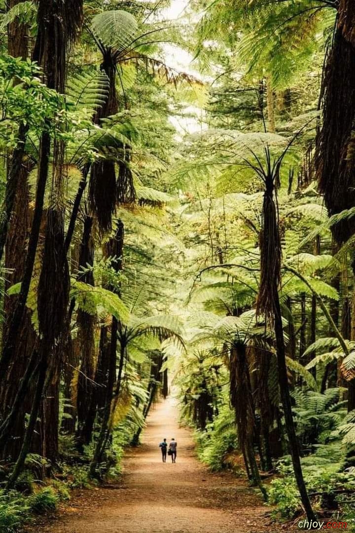 Venez dans les bois 