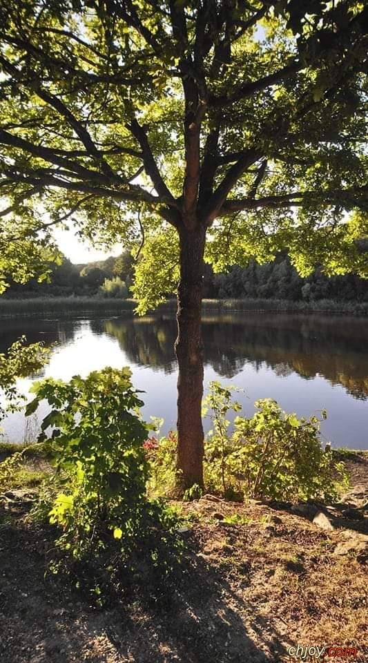 Un homme  russi sa vie quand il a plant un arbre 