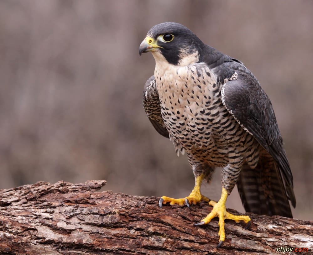   Falco peregrinus 