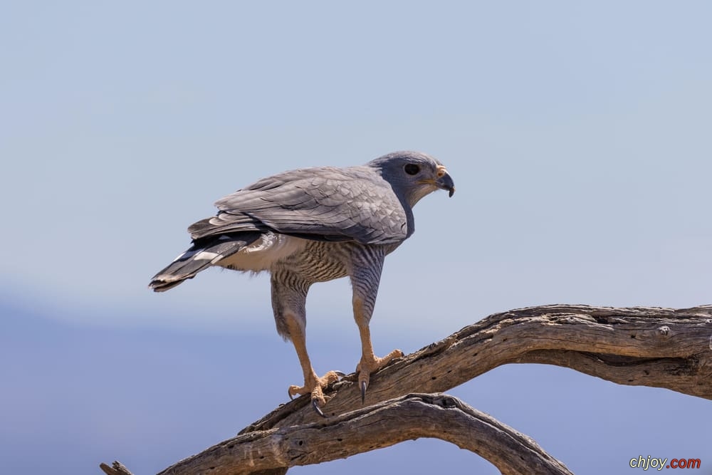    Grey Falcon 