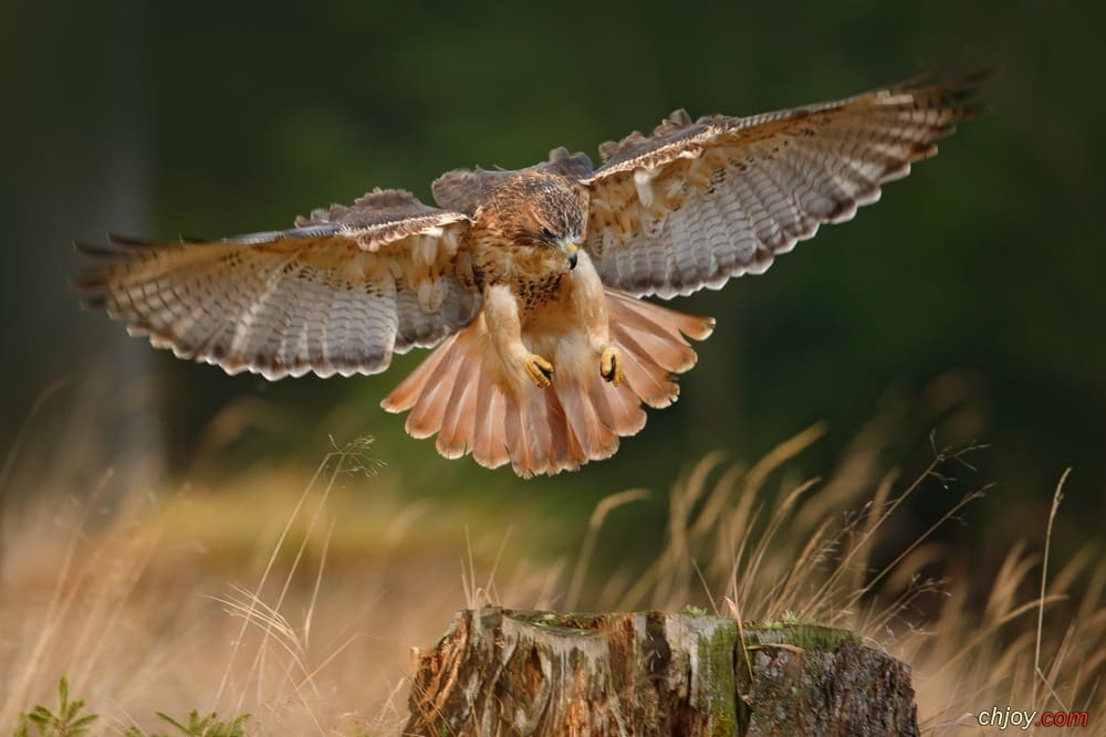    Brown Falcon 