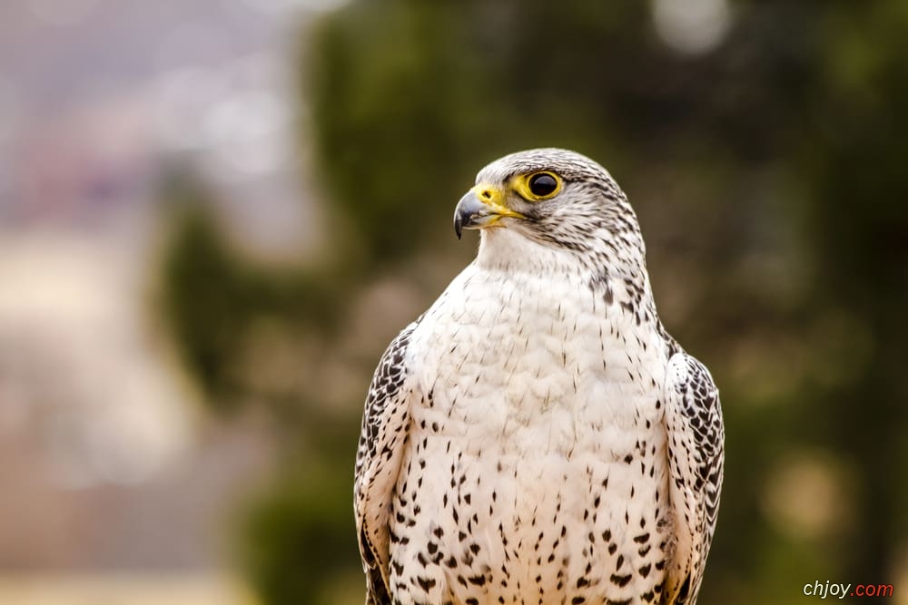    Gyrfalcon 