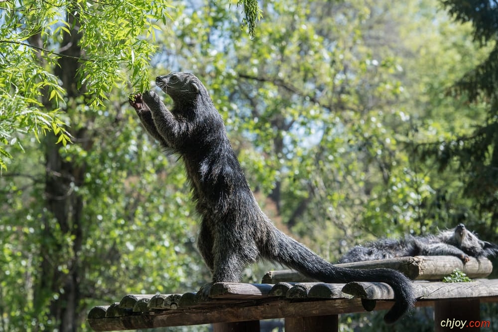      binturong   