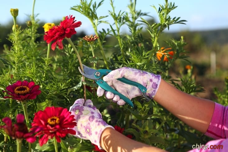     Zinnias 