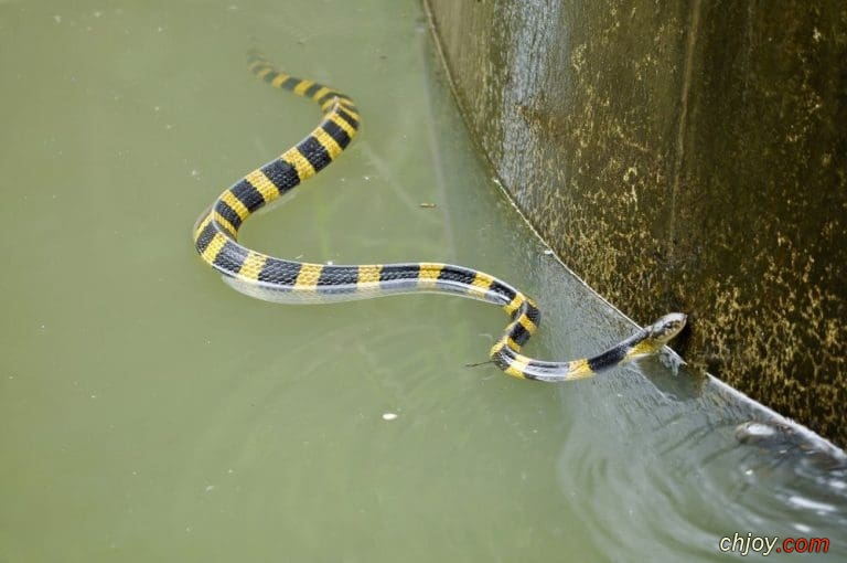    Bungarus caeruleus. 