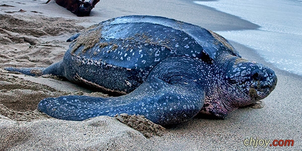    Leatherback Sea Turtles 