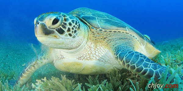   The Green Sea Turtle 