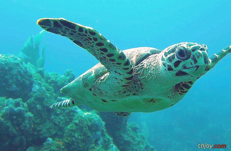    Hawksbill Sea Turtles 