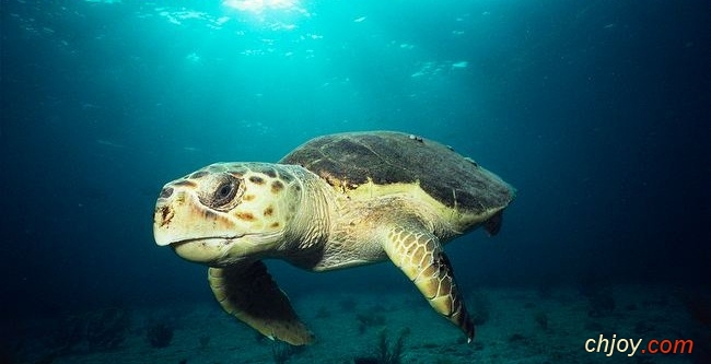    Loggerhead Sea Turtles 