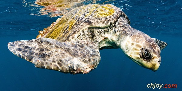    Olive Ridley Sea Turtles 