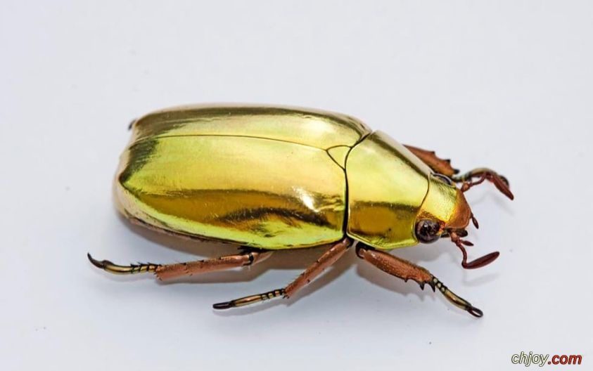 Chrysina resplendens |   