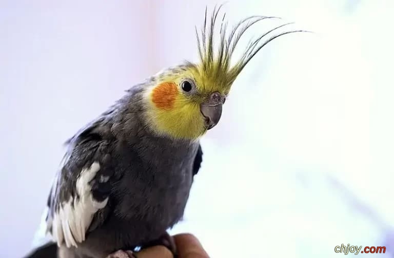    Cinnamon Cockatiel 