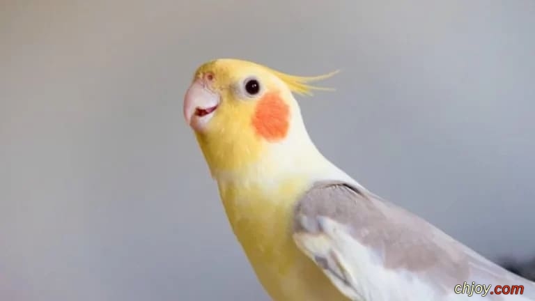   Fallow Cockatiel 