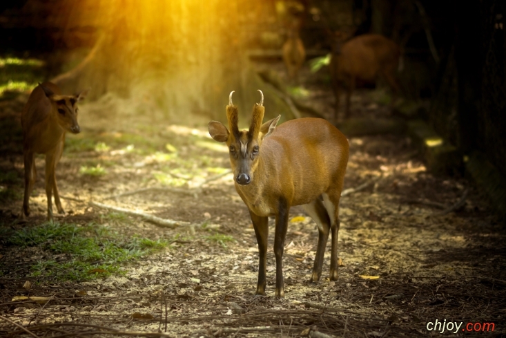 " " barking deer 🦌 