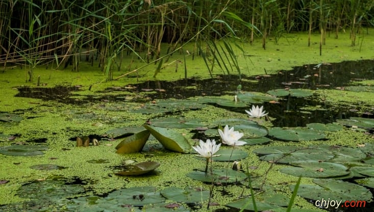    (Blue - green algae)     