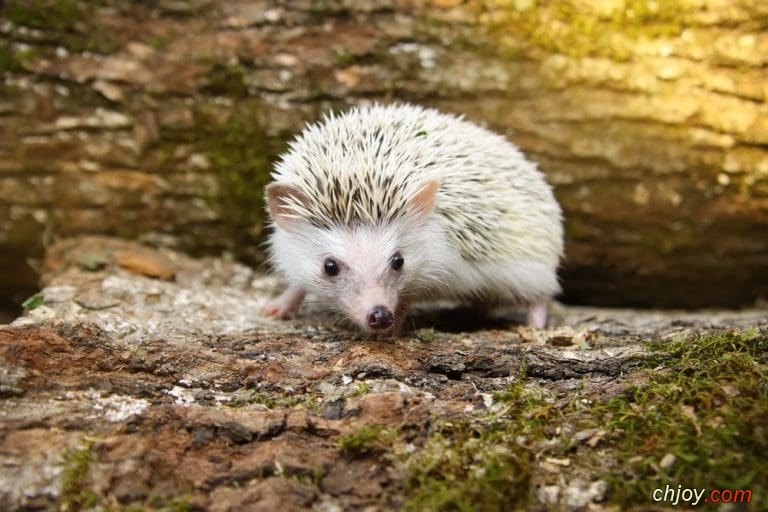    African Pygmy Hedgehog 