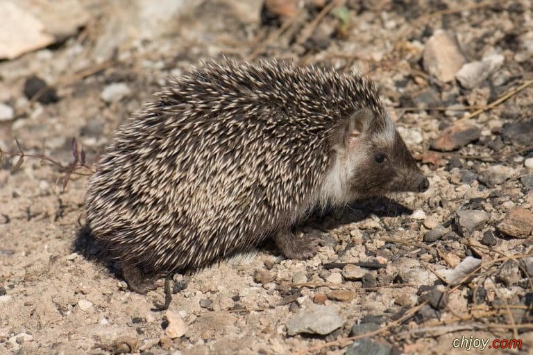      Algerian Hedgehog 