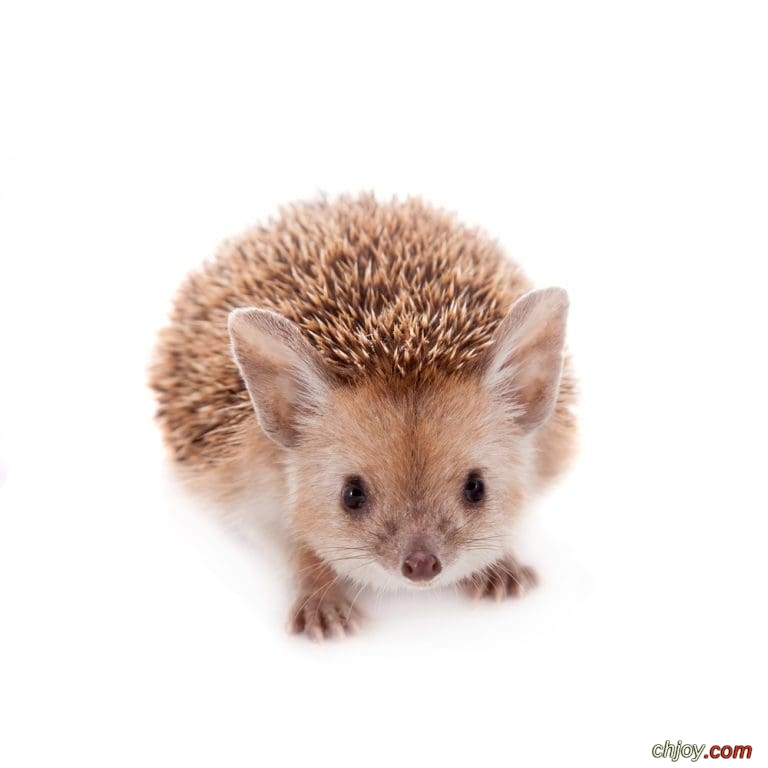     Egyptian Long-Eared Hedgehog 