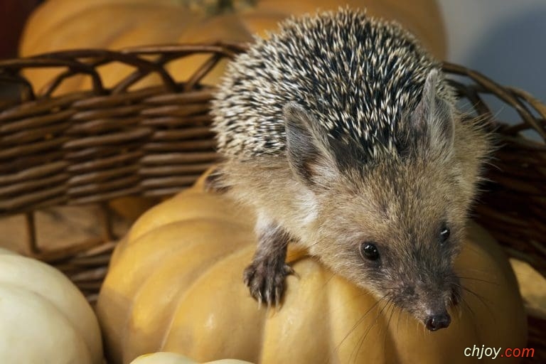     Indian Long-Eared Hedgehog 