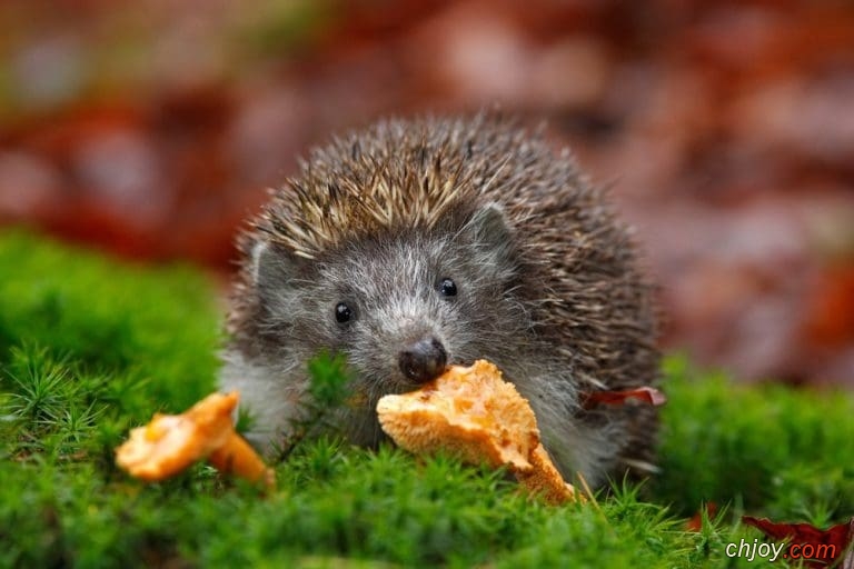   European Hedgehog 