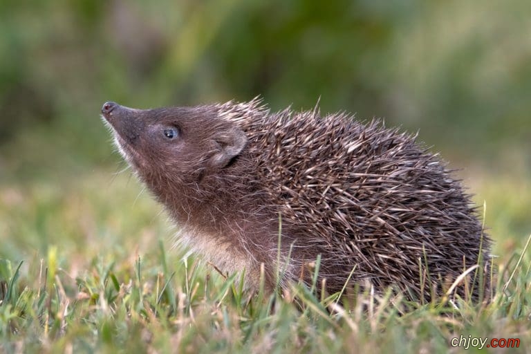     Southern White-Breasted Hedgehog 