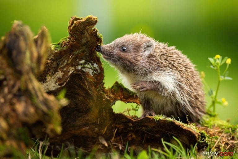     Northern WhiteBreasted Hedgehog 