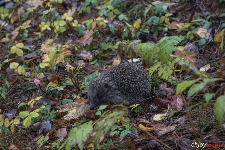   Amur Hedgehog 