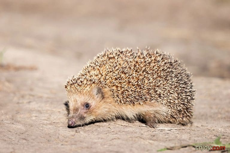   Somali Hedgehog 