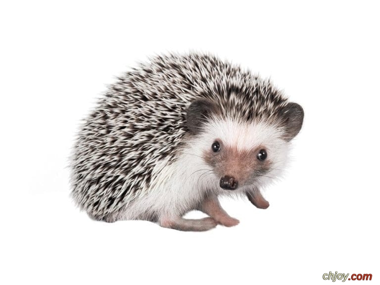    Southern African Hedgehog 