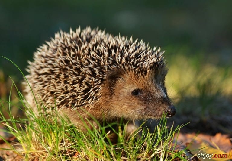   Daurian Hedgehog 