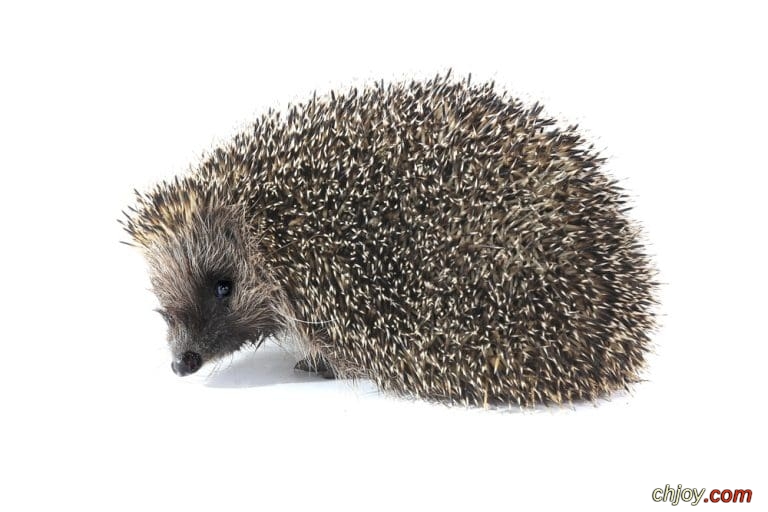   Hughs Hedgehog 