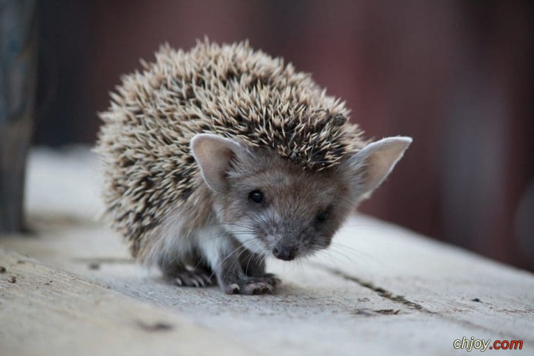   Indian Hedgehog 