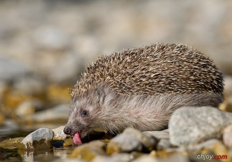   Brandts Hedgehog 