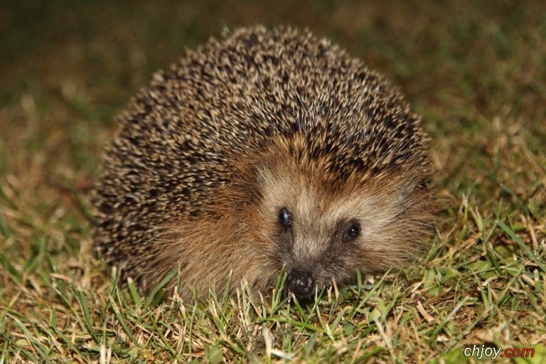    Bare-Bellied Hedgehog 