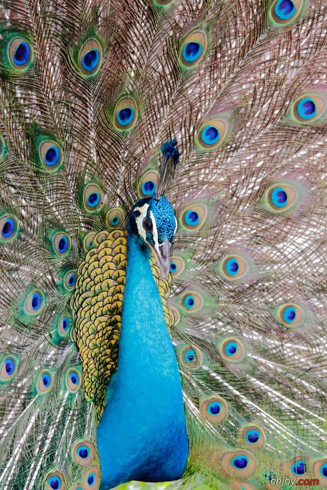  (Afropavo congensis)       