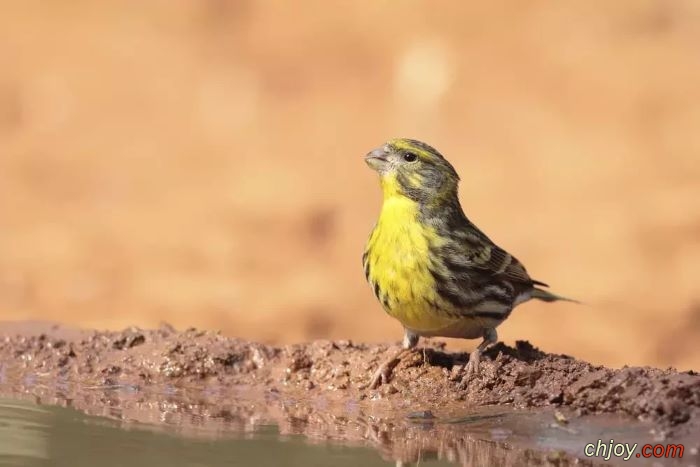   European serin 