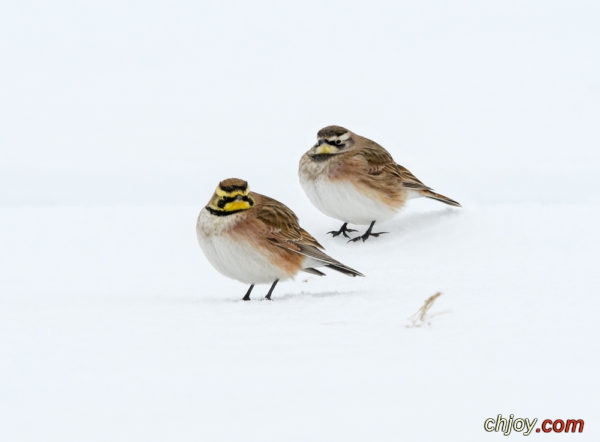 shore lark , Horned Lark 