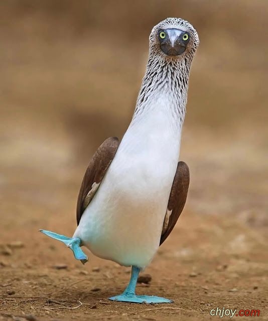 Sea Birds: Blue-Footed Boobies 